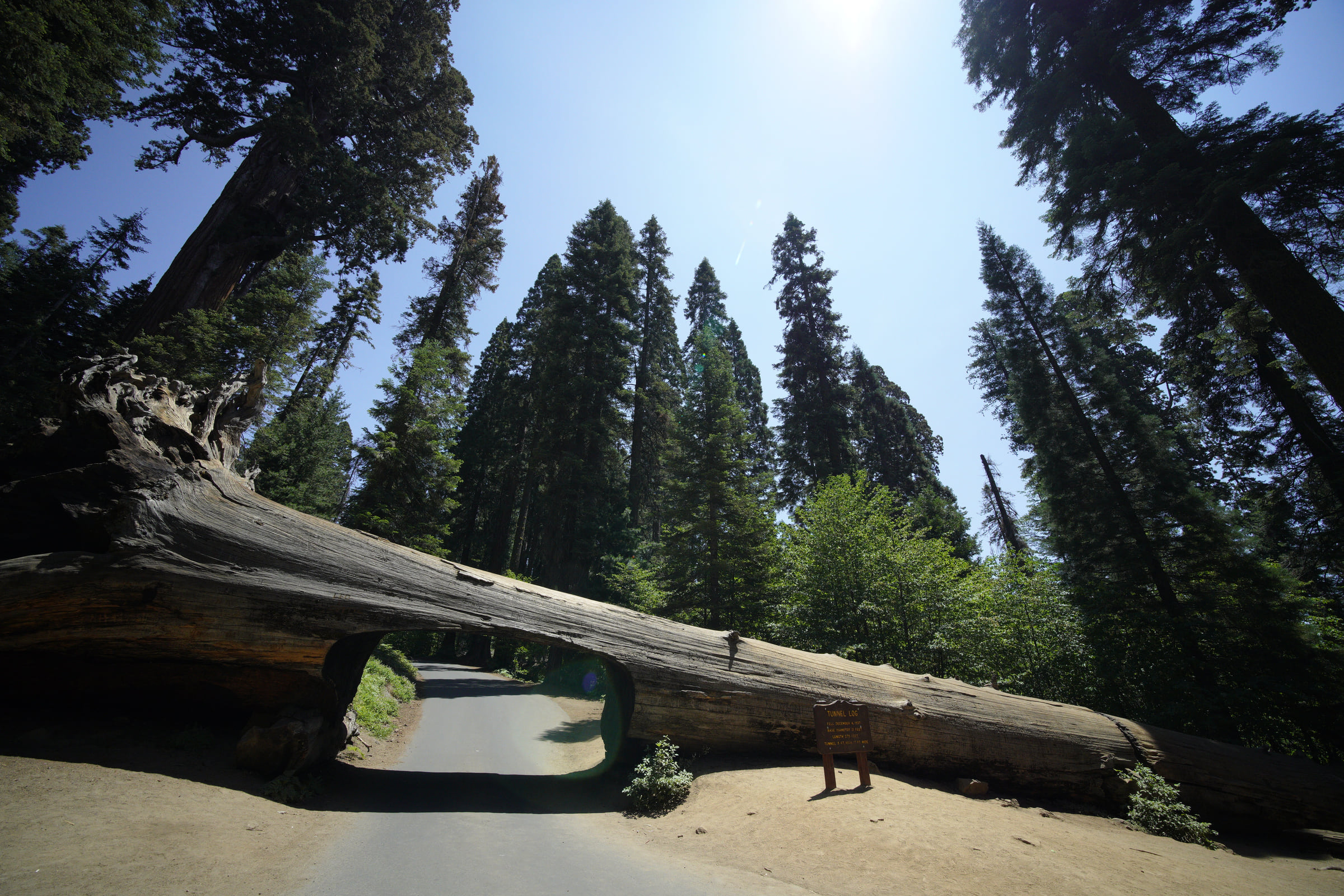 Sequoia National Park의 Tunnel Log 아래로 이어지는 숲길.